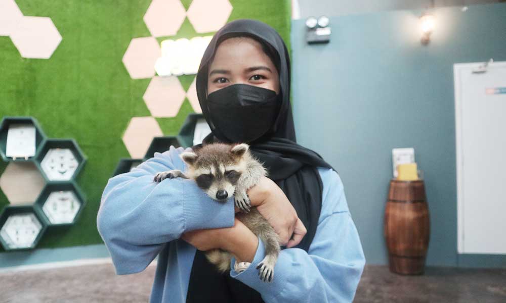 https://www.ioicityfarm.com.my/staging/wp-content/uploads/2022/10/2_racoon6.jpg