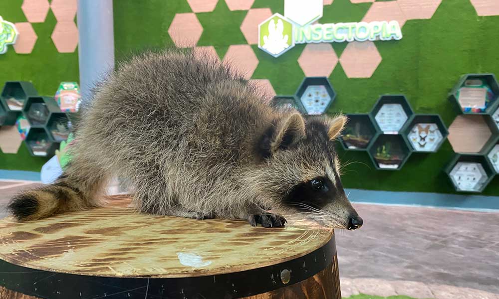 https://www.ioicityfarm.com.my/staging/wp-content/uploads/2022/10/3_racoon2.jpg