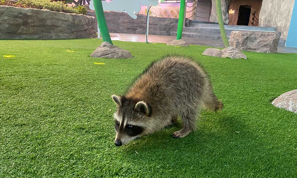 https://www.ioicityfarm.com.my/staging/wp-content/uploads/2022/10/3_racoon3.jpg