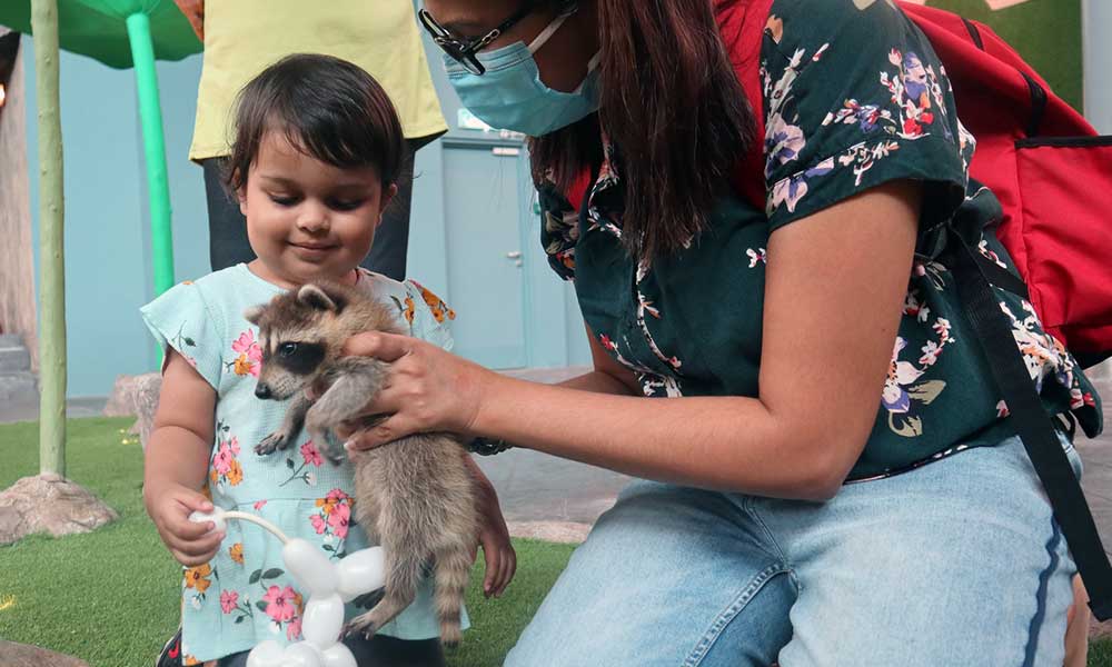 https://www.ioicityfarm.com.my/staging/wp-content/uploads/2022/10/3_racoon4.jpg