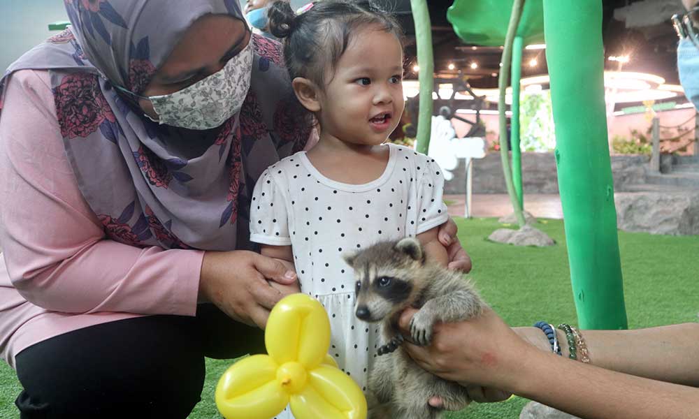 https://www.ioicityfarm.com.my/staging/wp-content/uploads/2022/10/3_racoon5.jpg